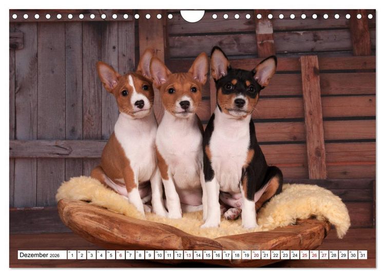 Produktbild: Wunderbare Basenji Welpenzeit (Wandkalender 2026 DIN A4 quer), CALVENDO Monatskalender
