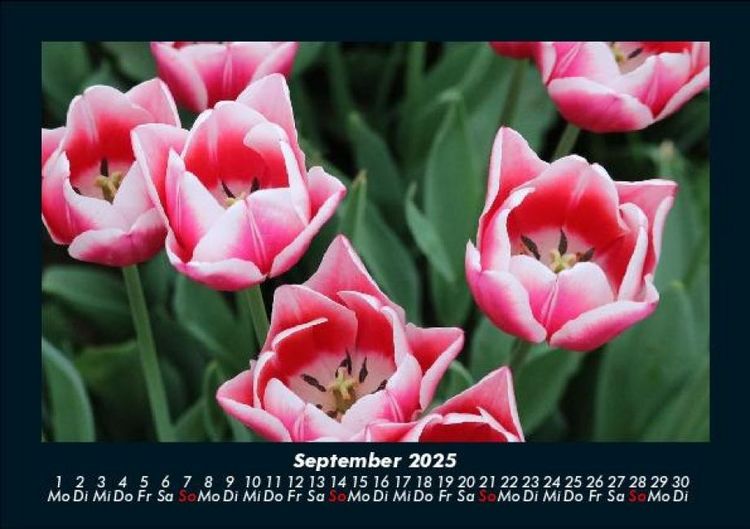 Produktbild: Pflanzen und Bl&uuml;ten 2025 Fotokalender DIN A5