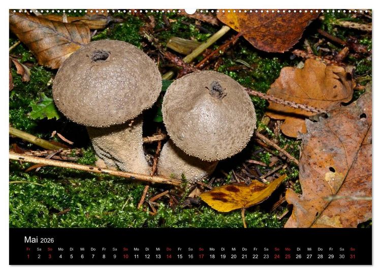 Produktbild: Pilze, Pilze (hochwertiger Premium Wandkalender 2026 DIN A2 quer), Kunstdruck in Hochglanz