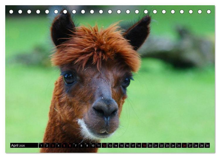 Produktbild: Lama und Alpaka (Tischkalender 2026 DIN A5 quer), CALVENDO Monatskalender