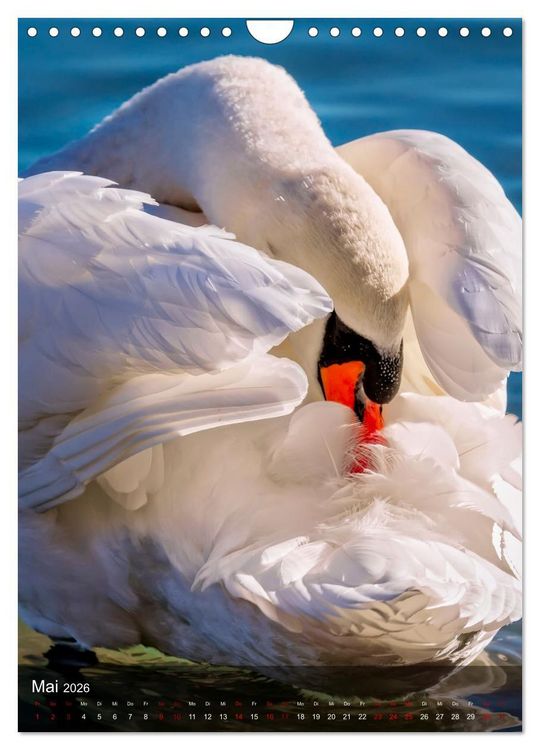 Produktbild: Der Schwan (Wandkalender 2026 DIN A4 hoch), CALVENDO Monatskalender
