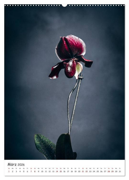 Produktbild: Orchideen Zauber (hochwertiger Premium Wandkalender 2026 DIN A2 hoch), Kunstdruck in Hochglanz