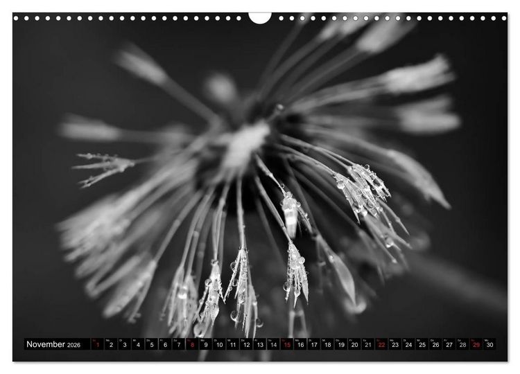 Produktbild: Pusteblume - Impressionen in schwarzwei&szlig; (Wandkalender 2026 DIN A3 quer), CALVENDO Monatskalender
