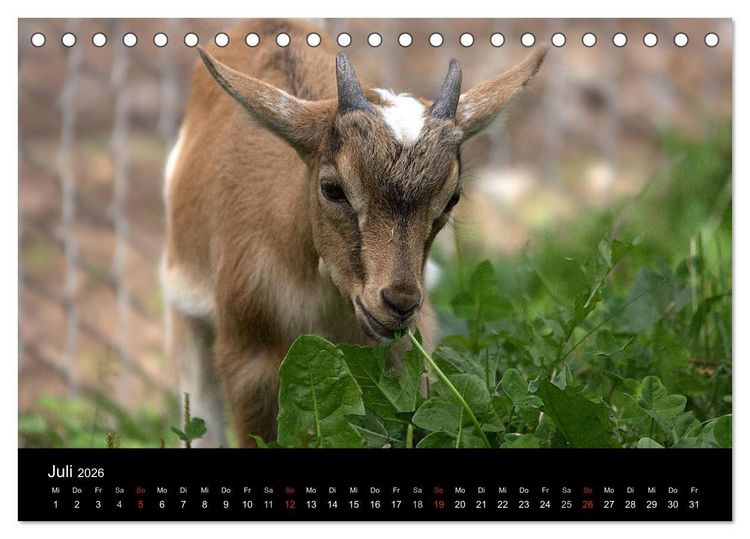 Produktbild: Zwergziegen (Tischkalender 2026 DIN A5 quer), CALVENDO Monatskalender