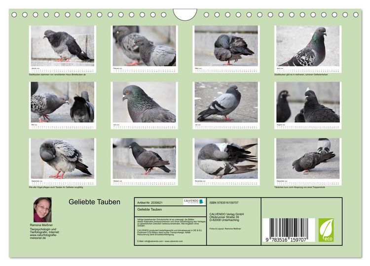 Produktbild: Geliebte Tauben (Wandkalender 2026 DIN A4 quer), CALVENDO Monatskalender