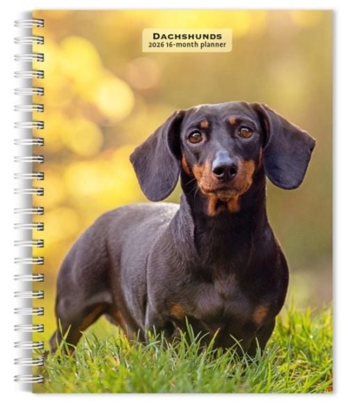 Produktbild: Dachshunds 2026 6 X 7.75 Inch Spiral-Bound Wire-O Weekly Engagement Planner Calendar New Full-Color Image Every Week