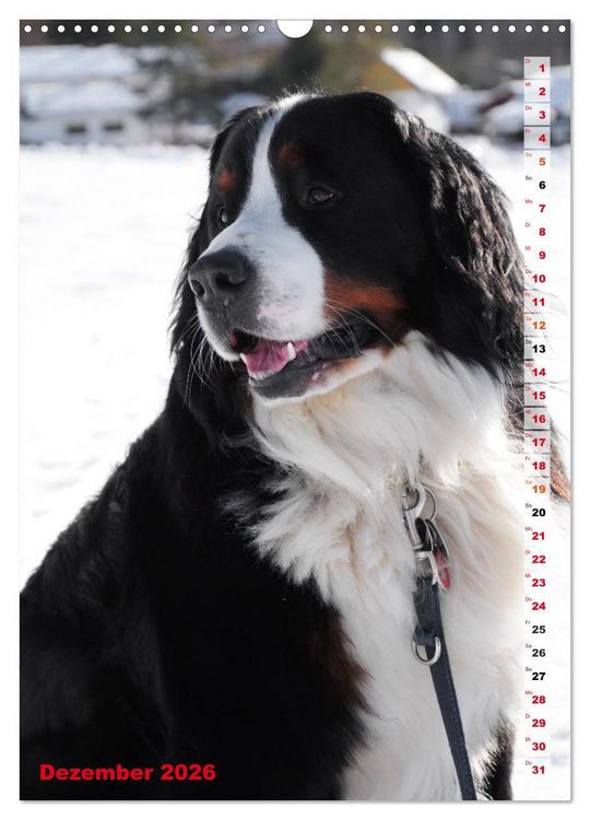 Produktbild: B&Auml;R - Der Berner Sennenhund (Wandkalender 2026 DIN A3 hoch), CALVENDO Monatskalender