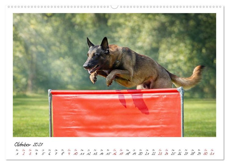 Produktbild: Malinois - Seelen aus Feuer (Wandkalender 2027 DIN A2 quer), CALVENDO Monatskalender