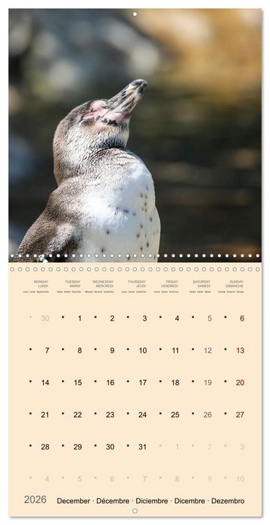 Produktbild: Portraits d'oiseaux des beaut&eacute;s plumeuses (Calendrier mural carr&eacute; 2026 30x30 cm) Calendrier double avec une page pour vos prises de notes