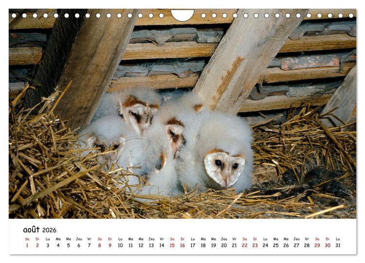 Produktbild: La vie des chouettes, les dames de la nuit (Calendrier mural 2026 DIN A4 vertical), CALVENDO calendrier mensuel