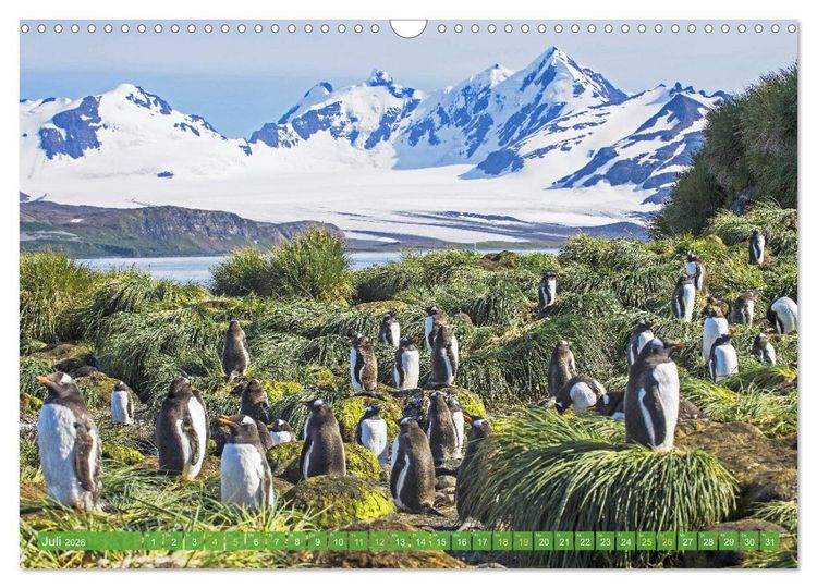 Produktbild: Pinguine: Gehupft wie gesprungen (Wandkalender 2026 DIN A3 quer), CALVENDO Monatskalender