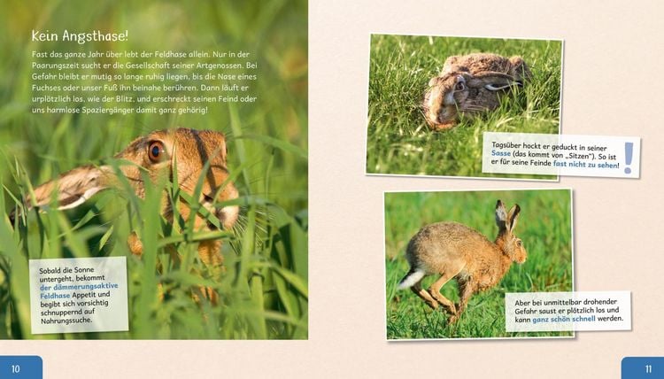 Produktbild: Meine gro&szlig;e Tierbibliothek: Der Hase