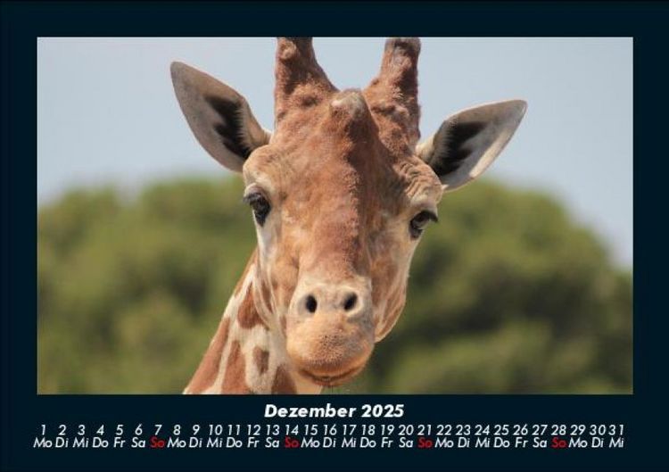 Produktbild: Giraffen 2025 Fotokalender DIN A5