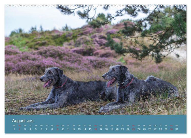 Produktbild: Irische Wolfshunde (hochwertiger Premium Wandkalender 2026 DIN A2 quer), Kunstdruck in Hochglanz