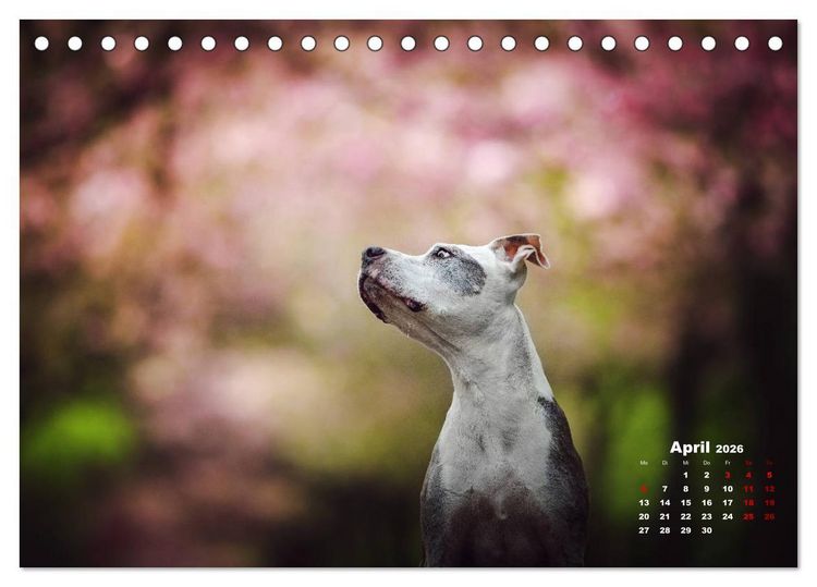Produktbild: Listenhunde - mehr als nur eine Kategorie (Tischkalender 2026 DIN A5 quer), CALVENDO Monatskalender