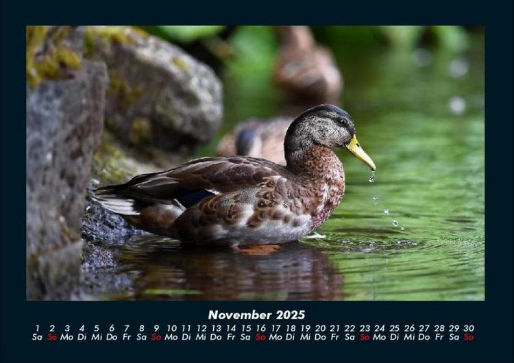 Produktbild: Enten 2025 Fotokalender DIN A4