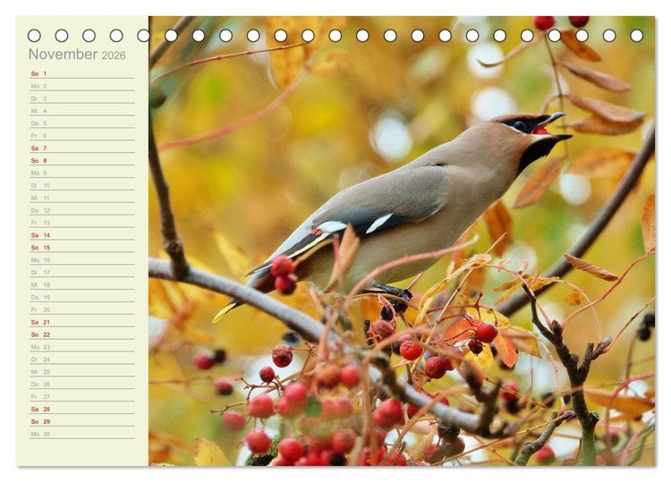 Produktbild: Wiedehopf und Co - von Ren&eacute; Schaack (Tischkalender 2026 DIN A5 quer), CALVENDO Monatskalender