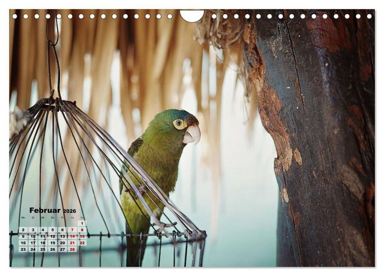 Produktbild: Nicaraguas faszinierende Flora & Fauna (Wandkalender 2026 DIN A4 quer), CALVENDO Monatskalender
