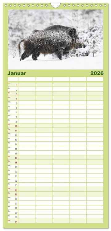 Produktbild: Familienplaner 2026 - Wildschweine &ndash; Wildlife Fotografien mit 5 Spalten (Wandkalender, 21 x 45 cm) CALVENDO