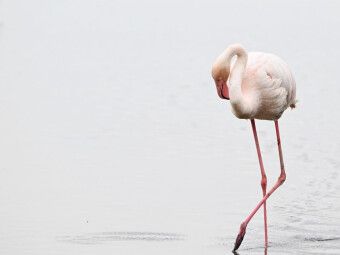 Produktbild: CALVENDO Puzzle Flamingo | 1000 Teile Lege-Gr&ouml;&szlig;e 64x48cm Foto-Puzzle f&uuml;r gl&uuml;ckliche Stunden