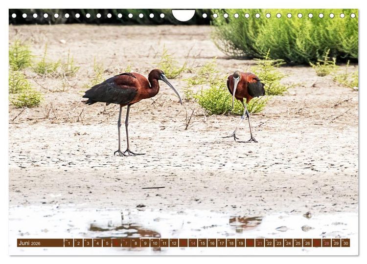 Produktbild: Die Vogelwelt der Camargue (Wandkalender 2026 DIN A4 quer), CALVENDO Monatskalender