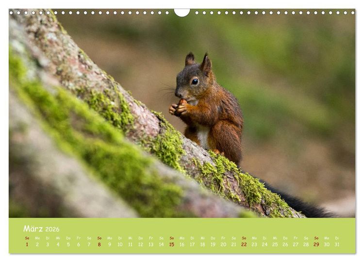 Produktbild: Eichh&ouml;rnchen - die s&uuml;&szlig;en Nussknacker (Wandkalender 2026 DIN A3 quer), CALVENDO Monatskalender