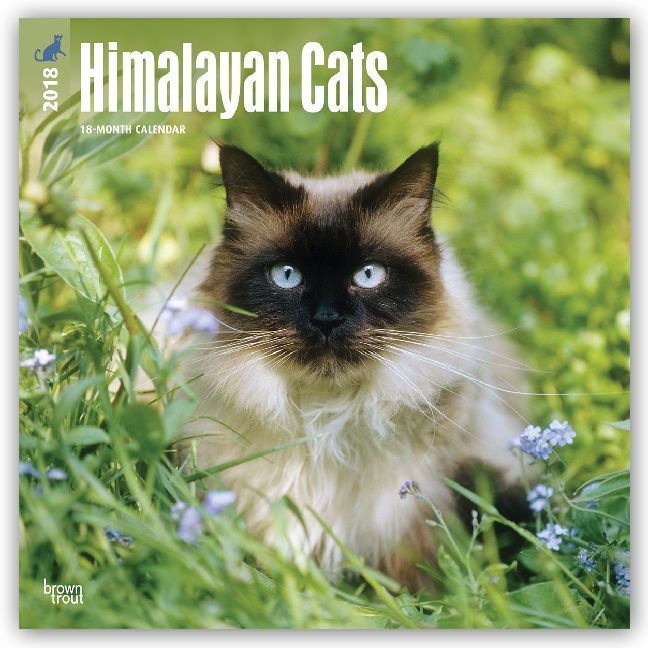 Produktbild: Himalayan Cats - Colourpoint-Katzen 2018 - 18-Monatskalender