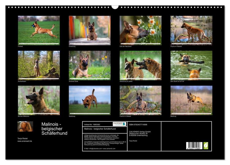 Produktbild: Malinois - belgischer Sch&auml;ferhund (Wandkalender 2026 DIN A2 quer), CALVENDO Monatskalender