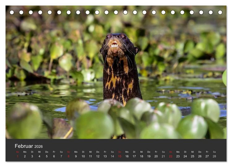 Produktbild: Wildlife Pantanal 2026 (Tischkalender 2026 DIN A5 quer), CALVENDO Monatskalender