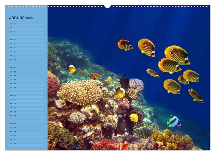 Produktbild: Momente im Blau - Ein Terminplaner f&uuml;r Unterwasser-Freunde (Wandkalender 2026 DIN A2 quer), CALVENDO Monatskalender