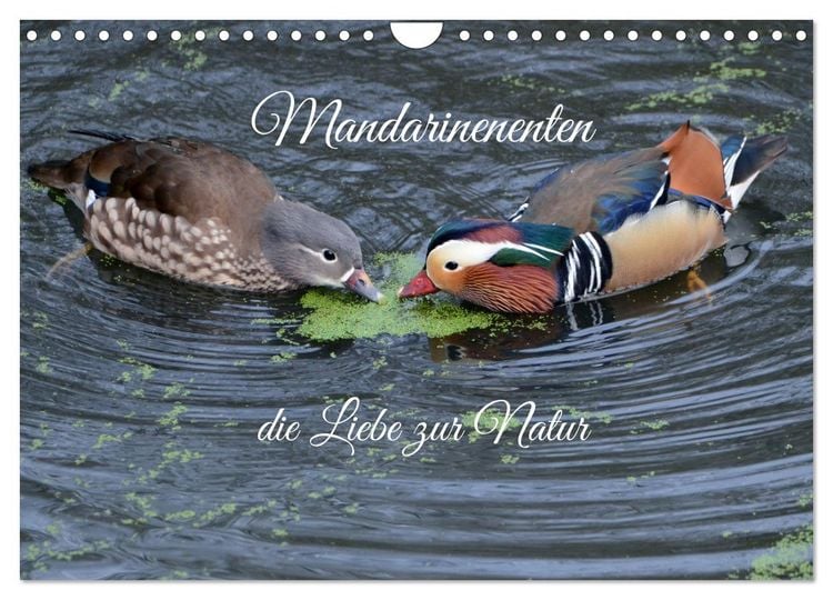 Produktbild: Mandarinenenten, die Liebe zur Natur (Wandkalender 2026 DIN A4 quer), CALVENDO Monatskalender