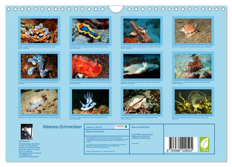 Produktbild: Meeres-Schnecken (Wandkalender 2027 DIN A4 quer), CALVENDO Monatskalender