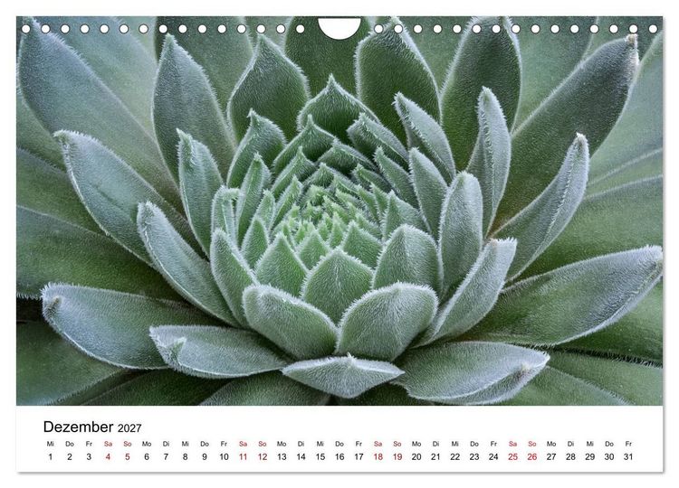 Produktbild: Sukkulenten Galerie (Wandkalender 2027 DIN A4 quer), CALVENDO Monatskalender