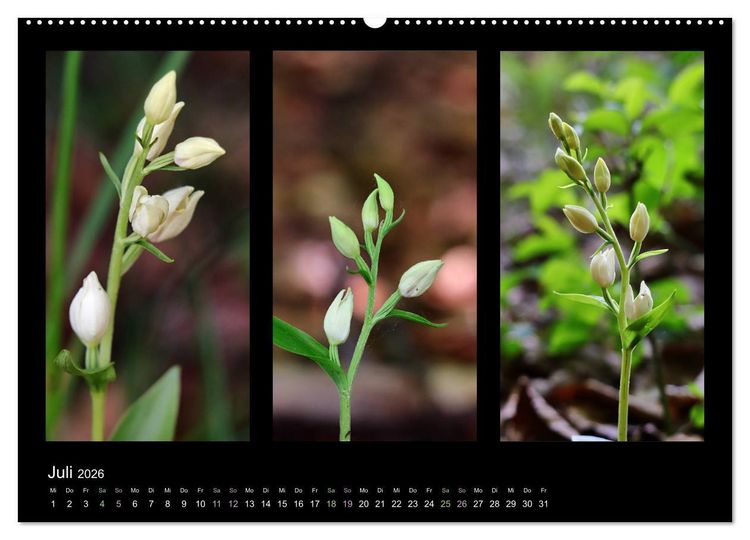 Produktbild: Heimische Orchideen im Dreierpack (Wandkalender 2026 DIN A2 quer), CALVENDO Monatskalender