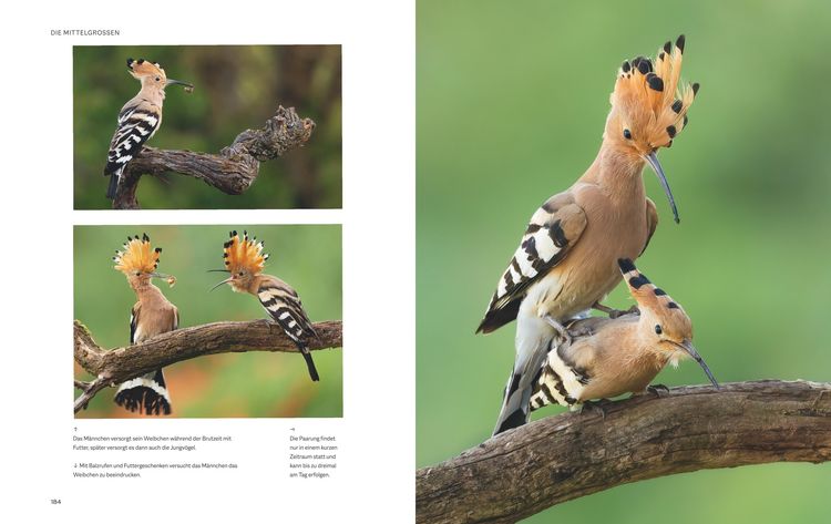 Produktbild: Die magische Welt unserer V&ouml;gel