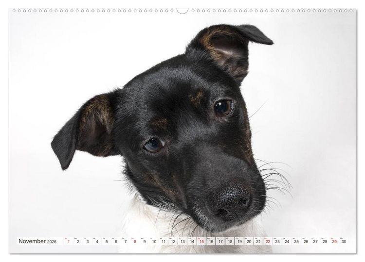 Produktbild: Kleine Hunde - Gro&szlig;e Blicke (Wandkalender 2026 DIN A2 quer), CALVENDO Monatskalender
