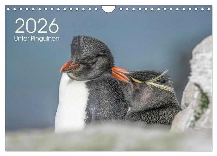 Produktbild: Unter Pinguinen (Wandkalender 2026 DIN A4 quer), CALVENDO Monatskalender