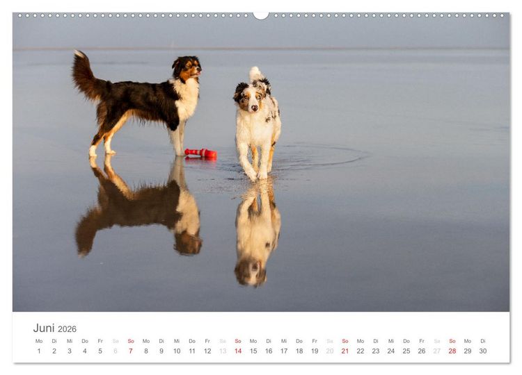 Produktbild: Australian Shepherd 2026 (hochwertiger Premium Wandkalender 2026 DIN A2 quer), Kunstdruck in Hochglanz