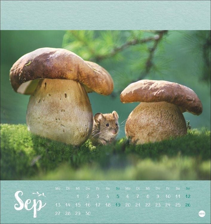 Produktbild: Vadim Trunov: M&auml;rchenhaftes Waldleben Postkartenkalender 2027