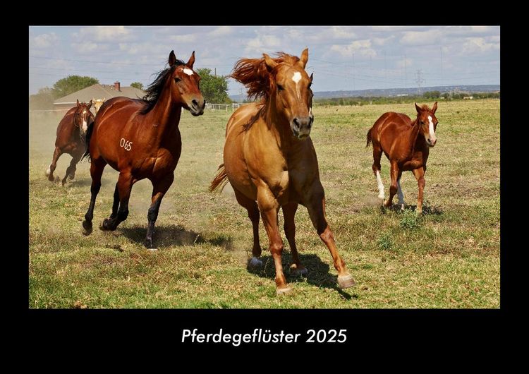Produktbild: Pferdegefl&uuml;ster 2025 Fotokalender DIN A3