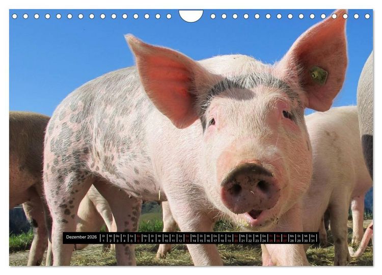 Produktbild: Schweinereien (Wandkalender 2026 DIN A4 quer), CALVENDO Monatskalender