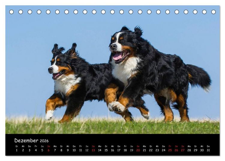 Produktbild: Berner Sennenhund 2026 (Tischkalender 2026 DIN A5 quer), CALVENDO Monatskalender