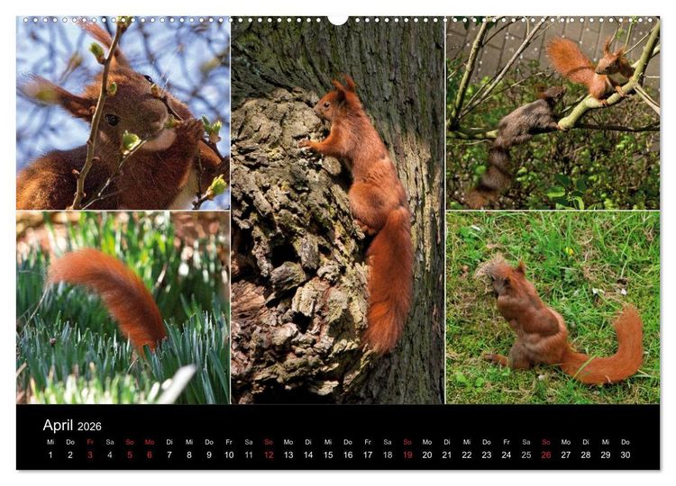 Produktbild: Wilde Eichh&ouml;rnchenwelt! (Wandkalender 2026 DIN A2 quer), CALVENDO Monatskalender