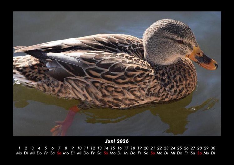 Produktbild: Enten 2026 Fotokalender DIN A3