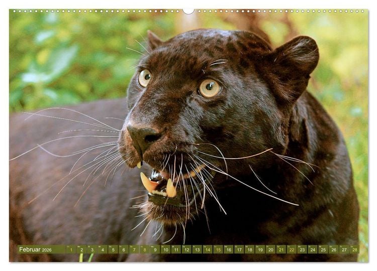 Produktbild: Raubkatzen: Geschmeidige J&auml;ger (Wandkalender 2026 DIN A2 quer), CALVENDO Monatskalender