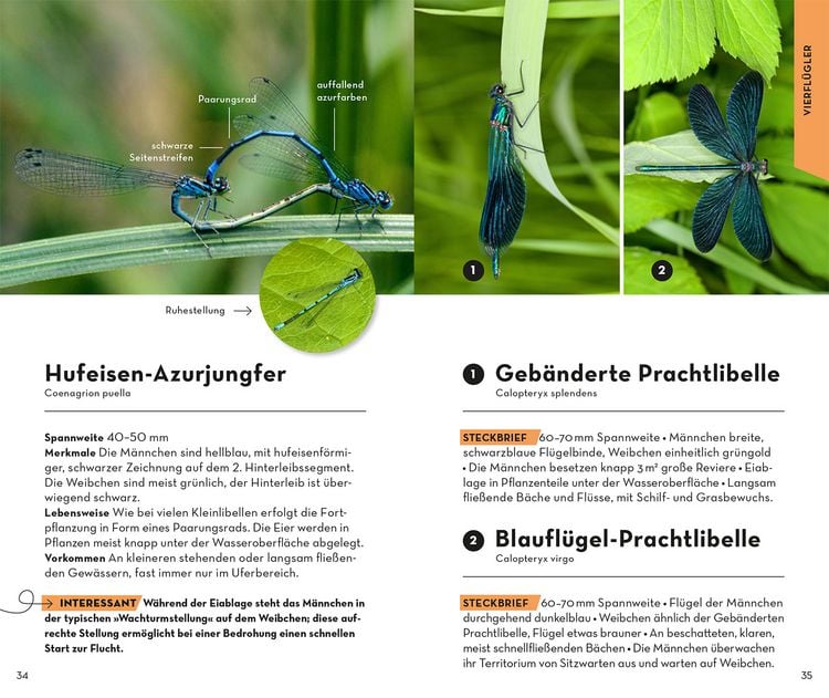 Produktbild: BASIC Insekten