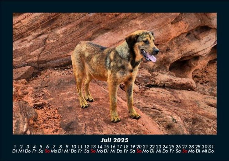 Produktbild: Hundezauber 2025 Fotokalender DIN A5