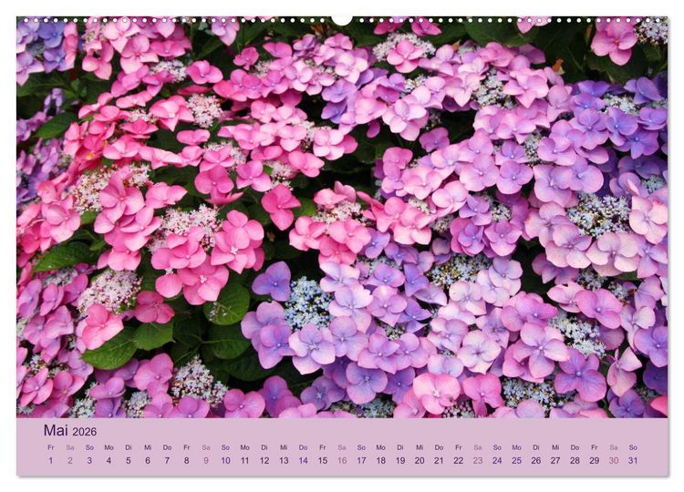 Produktbild: Hortensien 2026. Farbenpr&auml;chtige Impressionen aus dem Garten (Wandkalender 2026 DIN A2 quer), CALVENDO Monatskalender