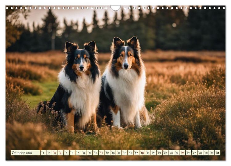 Produktbild: Traumhund Collie (Wandkalender 2026 DIN A3 quer), CALVENDO Monatskalender