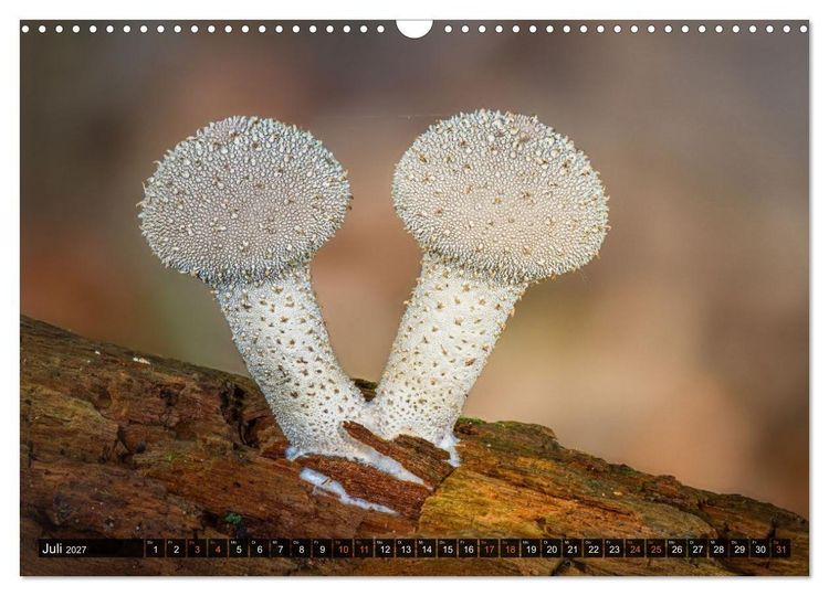Produktbild: Kunstgalerie Wald - die verborgene Welt der Pilze (Wandkalender 2027 DIN A3 quer), CALVENDO Monatskalender